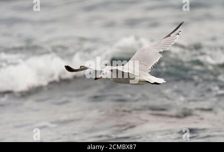 Audouin-Möwe (Ichthyaetus audouinii) im Flug, über Meer, Andalusien, Spanien. Stockfoto