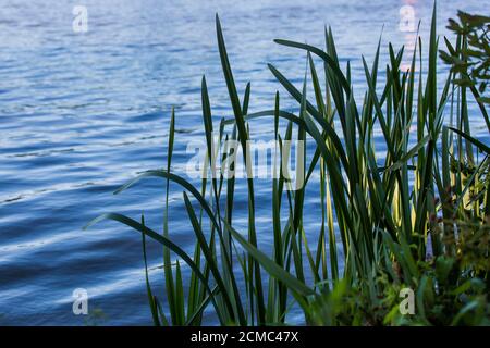 Schwimmen im Freien am Hever Castle Lake, Kent Stockfoto