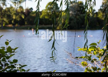 Schwimmen im Freien am Hever Castle Lake, Kent Stockfoto