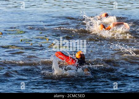 Schwimmen im Freien am Hever Castle Lake, Kent Stockfoto