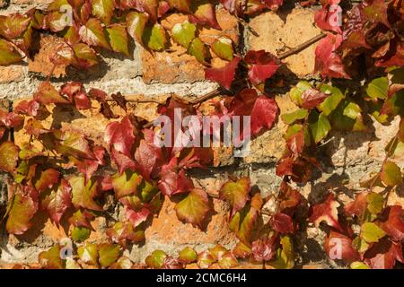 Die klebrigen Wurzelballen der Rebentriebe ermöglichen Virginia Creeper, Ziegelarbeiten, Felswände zu überschwärmen und schnell zu ersticken Stockfoto