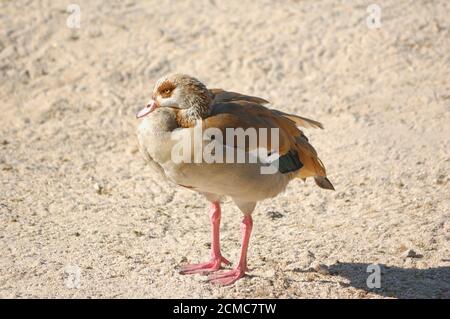 Porträt einer ägyptischen Gans (Alopochen aegyptiaca) Stockfoto
