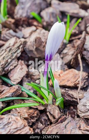Weiße Krokusblüte, die an einem sonnigen Frühlingstag blüht Der Garten Stockfoto