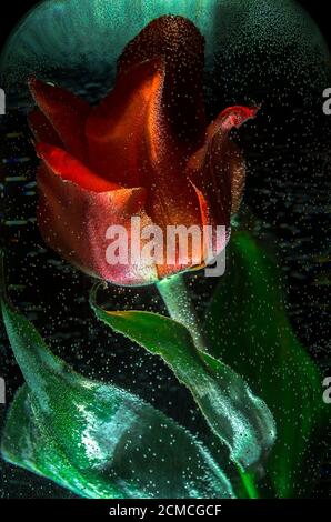 Nahaufnahme von Tulpen mit Tröpfchen in wassergefülltem Glas Stockfoto