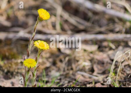 Erste Frühlingsblumen. Gelb blühender Säulenguss. Platz für Text kopieren Stockfoto