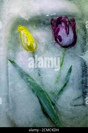 Nahaufnahme von Tulpen mit Tropfen im Eis Stockfoto