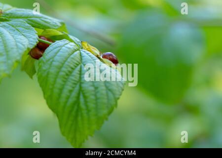 Rhodotypos scandens Stockfoto