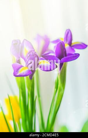 Wunderschöne lila Iris im Sonnenlicht auf der Fensterbank. Frisches Bouquet für die Inneneinrichtung. Stockfoto