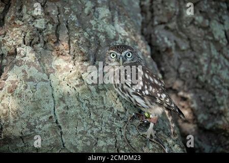 Kleine Eule, die auf die Kamera schaut, steht auf dem Boden eines Baumes. Stockfoto