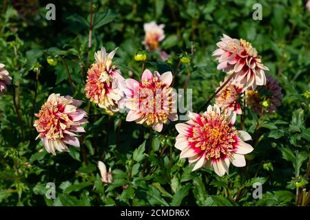 Dahlia Sorte Baywatch blüht in einem Garten Stockfoto