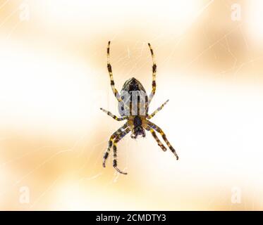 Gemeinsame Gartenspinne. Stockfoto