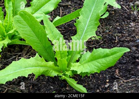 Celtuce (Lactuca sativa var. asparagina) Pflanzen wachsen in einem Gemüsegarten. VEREINIGTES KÖNIGREICH. Stockfoto