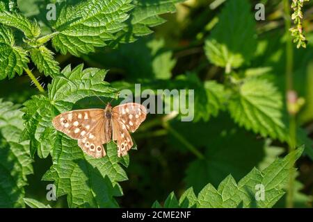 Gesprenkeltes Holz butterfly im Bergwerkswald bei Linden, Gießen, Hessen, Deutschland Stockfoto