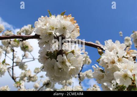 Kirschblüte im Jerte-Tal, Extremadura, Spanien. Stockfoto