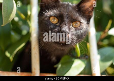 Kopf einer kleinen schwarzen Katze, die ihren Kopf durch einen Zaun stochert, versucht, die Kamera zu schnüffeln und zu inspizieren, und sieht neugierig aus Stockfoto