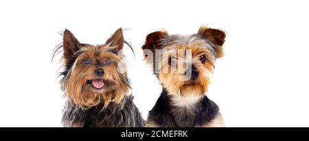 Zwei niedliche kleine Hunde mit langen und kurzen Haaren isoliert Auf weißem Hintergrund Stockfoto