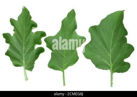 Auberginen-Blatt isoliert auf weißem Hintergrund mit Clipping-Pfad und volle Schärfentiefe. Draufsicht. Flach liegend Stockfoto