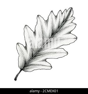 Schwarz-weißes Eichenblatt isoliert auf weiß, Linienkunst Tuschezeichnung eines Blattes, handgezeichnete botanische Illustration, schwarze Blattskizze Stockfoto