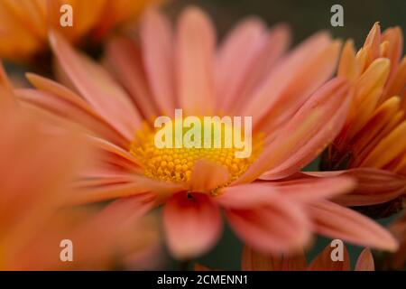 Nahaufnahme der orangefarbenen Chrysantheme. Abstrakte Hintergrund Nahaufnahme der Blütenblätter der Chrysantheme. Herbst Blume Hintergrund. Der Korallenton der Chrysantheme. Stockfoto