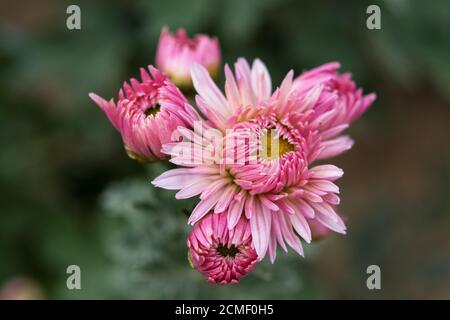 Rosa Chrysanthemen Nahaufnahme im Garten. Bunte helle Herbstblumen auf einem verschwommenen Hintergrund in selektivem Fokus. Blumen Herbst Hintergrund. Weich Stockfoto