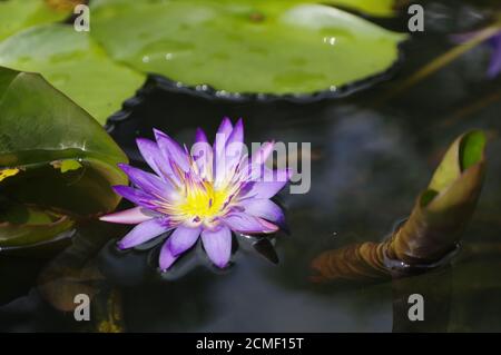 violette Lilie in den Teich an einem sonnigen Tag, violette Lotusblüte Stockfoto