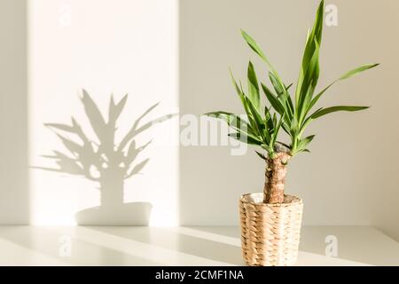 Yucca Palme in einem Strohtopf und Schatten auf einem Weiße Wand Stockfoto