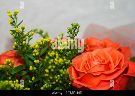 Ein Strauß roter Rosen auf einem grauen Hintergrund mit einem grünen Busch. Stockfoto