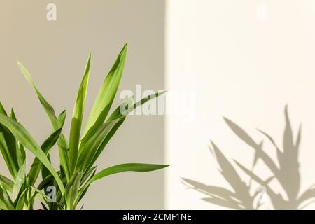 Palmenjucca und Schatten auf einer weißen Wand Stockfoto