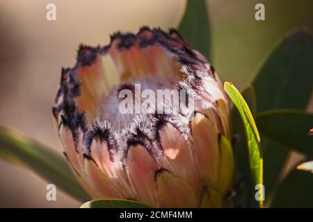 Bartprotea Protea laurifolia 12726 Stockfoto