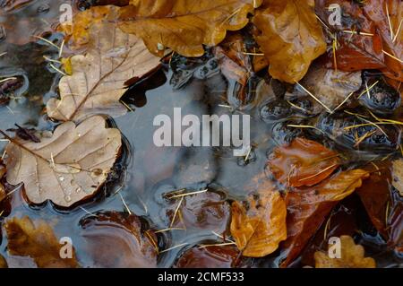 gelbes Laub liegen auf der Oberfläche der Pfütze im Herbst Stockfoto