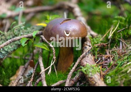 suillus bovinus wächst im Wald, auch bekannt als Jersey Kuhpilz oder Rind Bolete Stockfoto