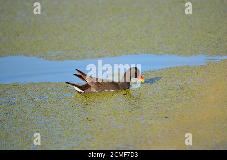 Moorhühner - Gallinula chloropus. Auch bekannt als Wasserhuhn oder Sumpfhuhn. Moorhen schwimmt im Teich in seinem natürlichen Lebensraum. Stockfoto