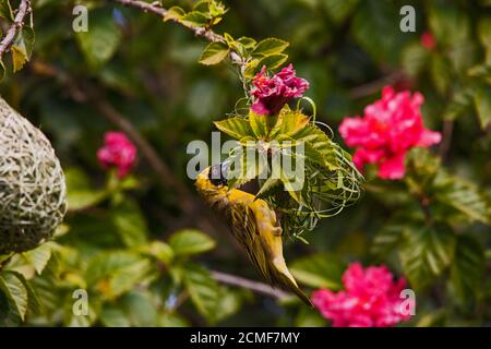 Dorfweber Ploceus cucullatus 6492 Stockfoto