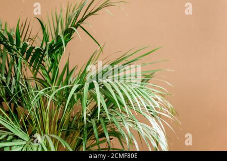 Exotische tropische grüne Palmenblätter, Verzweigungen auf braunem Hintergrund mit Leerzeichen für Text. Flach liegend, Draufsicht Stockfoto