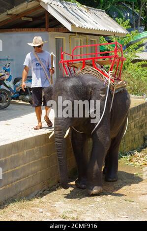PHUKET, THAILAND - 28. MÄRZ 2016: Ein Elefantenbaby beim Waschen an heißen Tagen. Stockfoto