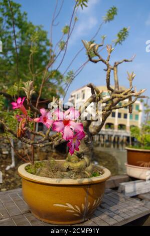 Tropische Orchideen im Blumentopf draußen auf einem sonnigen Tag Stockfoto