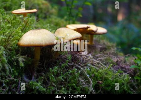 suillus bovinus wächst im Wald, auch bekannt als Jersey Kuhpilz oder Rind Bolete Stockfoto