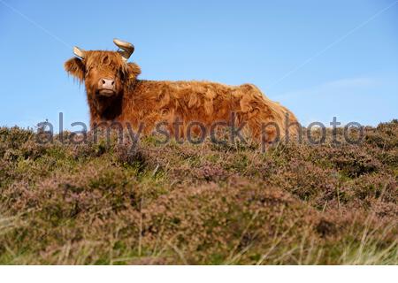 Edinburgh, Schottland, Großbritannien. September 2020. Highland Kühe genießen die Sonne im Pentland Hills Regional Park an einem klaren Tag mit blauem Himmel. Kredit: Craig Brown/Alamy Live Nachrichten Stockfoto