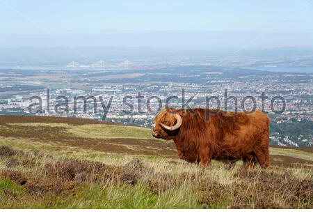 Edinburgh, Schottland, Großbritannien. September 2020. Highland Kühe genießen die Sonne im Pentland Hills Regional Park an einem klaren Tag mit blauem Himmel. Blick auf die Stadt Edinburgh und die Forth Bridges. Kredit: Craig Brown/Alamy Live Nachrichten Stockfoto