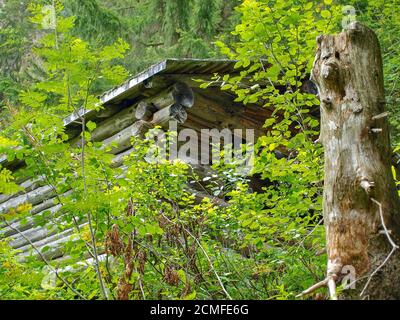 Holzeinhaus in der Mitte von grünen Waldbäumen Und Pflanzen Stockfoto