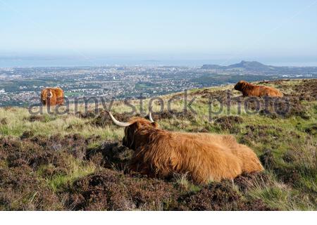 Edinburgh, Schottland, Großbritannien. September 2020. Highland Kühe genießen die Sonne im Pentland Hills Regional Park an einem klaren Tag mit blauem Himmel. Blick auf die Stadt Edinburgh und Arthur's Seat. Kredit: Craig Brown/Alamy Live Nachrichten Stockfoto