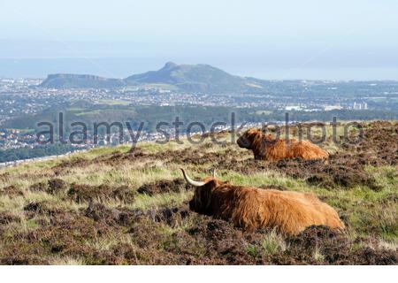 Edinburgh, Schottland, Großbritannien. September 2020. Highland Kühe genießen die Sonne im Pentland Hills Regional Park an einem klaren Tag mit blauem Himmel. Blick auf die Stadt Edinburgh und Arthur's Seat. Kredit: Craig Brown/Alamy Live Nachrichten Stockfoto