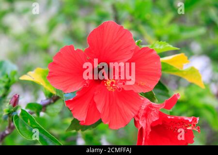 Hibiscus rosa-sinensis im Gartenmalvacee Stockfoto