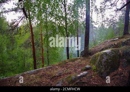 Wilde Pinien bei Sonnenaufgang in einem schönen Alpenwald Karelien, Russland nach dem Regen. Stockfoto