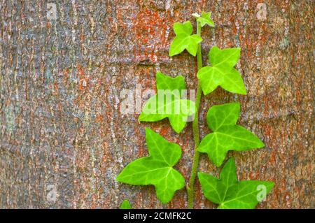 grünen Efeu Klettern auf Baumstamm Stockfoto