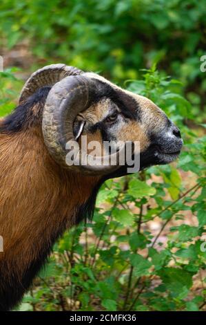 Braune Ziege grasen auf einem Feld, Schafe, Nahaufnahme Stockfoto