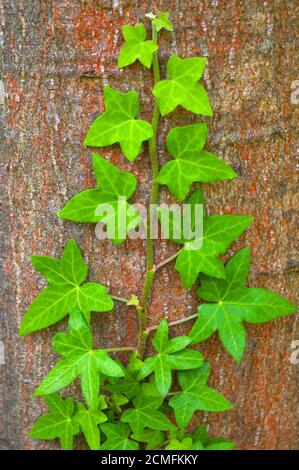 grünen Efeu Klettern auf Baumstamm Stockfoto