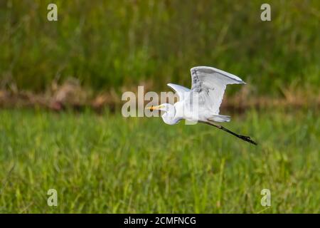 Natur Wildlife Bild von Great Egret Vogel fliegen um Reisig Ein Stockfoto