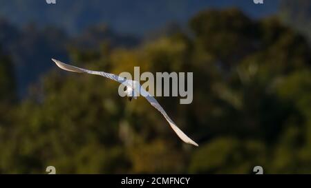 Natur Wildlife Bild von Great Egret Vogel fliegen um Reisig Ein Stockfoto