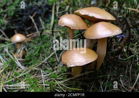 suillus bovinus wächst im Wald, auch bekannt als Jersey Kuhpilz oder Rind Bolete Stockfoto